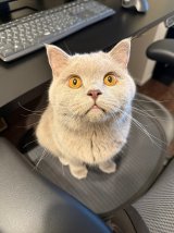 ���߂񂳂�(@momen__cat)����̈��L�E���߂񂭂� (�ʐ^��X���) 