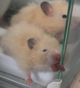 �g��o���p�h�����ꂳ�񂻂�����Ȃ�߂ɂ������̎q�ǂ�(�摜��:�Ƃ�ɂ��ƂȂ��܂�������@miso_daifukuham) 