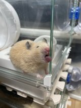 �g��o���p�h���e�q��������Ȃ�߂ɂ������(�摜��:�Ƃ�ɂ��ƂȂ��܂�������@miso_daifukuham) 