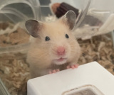 X�A�J�E���g�E�Ƃ�ɂ��ƂȂ��܂�������(@miso_daifukuham)�̃n���X�^�[�E��߂ɂ������(�ʐ^��X���) 