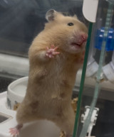 変なところが似ちゃいました」ハムスター親子の“舌出し”仕草が完全に