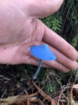 ��h���Č��������L�m�R�uEntoloma hochstetteri �v(�摜��:�j���[�W�[�����h�̐�����������@Invertebratist) 