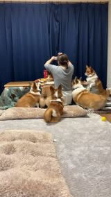 ������ɏW�܂邨����[��(�摜��:Dog village �䃖�X�Ƃ�����[������@hachi_stagram) 