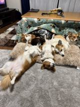 ������ɏW�܂邨����[��(�摜��:Dog village �䃖�X�Ƃ�����[������@hachi_stagram) 