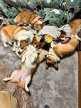 ������ɏW�܂邨����[��(�摜��:Dog village �䃖�X�Ƃ�����[������@hachi_stagram) 