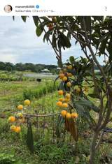 ���{�}�i�~�u���F�B�Ƒ��Ƃ݂�ȂŗV�тɍs���Ă��܂����v (�ʐ^�̓C���X�^�O����@manami84808 ���) 