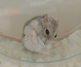 X�A�J�E���g�E�y���ؑ�����(@S5ROvu7uvUr8RO5)�̃n���X�^�[�E���C�����(�ʐ^��X���) 