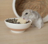 X�A�J�E���g�E�y���ؑ�����(@S5ROvu7uvUr8RO5)�̃n���X�^�[�E���C�����(�ʐ^��X���) 