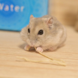 X�A�J�E���g�E�y���ؑ�����(@S5ROvu7uvUr8RO5)�̃n���X�^�[�E���C�����(�ʐ^��X���) 