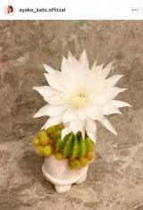 �������q�u��N��1�������炩�Ȃ��T�{�e���̉ԁv�u�܂��ɍ��炢�Ă��܂��v(�ʐ^�̓C���X�^�O���� @ayako_kato.official ���) 