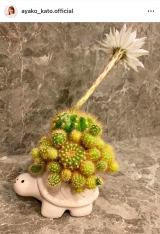 �������q�u��N��1�������炩�Ȃ��T�{�e���̉ԁv�u�܂��ɍ��炢�Ă��܂��v(�ʐ^�̓C���X�^�O���� @ayako_kato.official ���) 