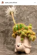 �������q�u��N��1�������炩�Ȃ��T�{�e���̉ԁv�u�܂��ɍ��炢�Ă��܂��v(�ʐ^�̓C���X�^�O���� @ayako_kato.official ���) 