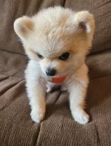 ��������3���ԁA�؍��ɍs���˂ƍ�����ꂽ���Ƃ̃}����������(@mamesuke33333���) 