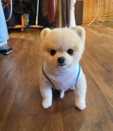 �Ԃ�ȓ��c�{���̃}����������(@mamesuke33333���) 