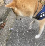 ȉԂg(摜:Č܂߂@shiba_mame_dog) 