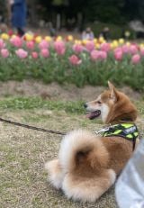 XAJEgEČ܂߂(@shiba_mame_dog)̈Eg(ʐ^X) 