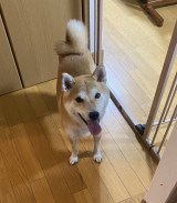 XAJEgEČ܂߂(@shiba_mame_dog)̈Eg(ʐ^X) 