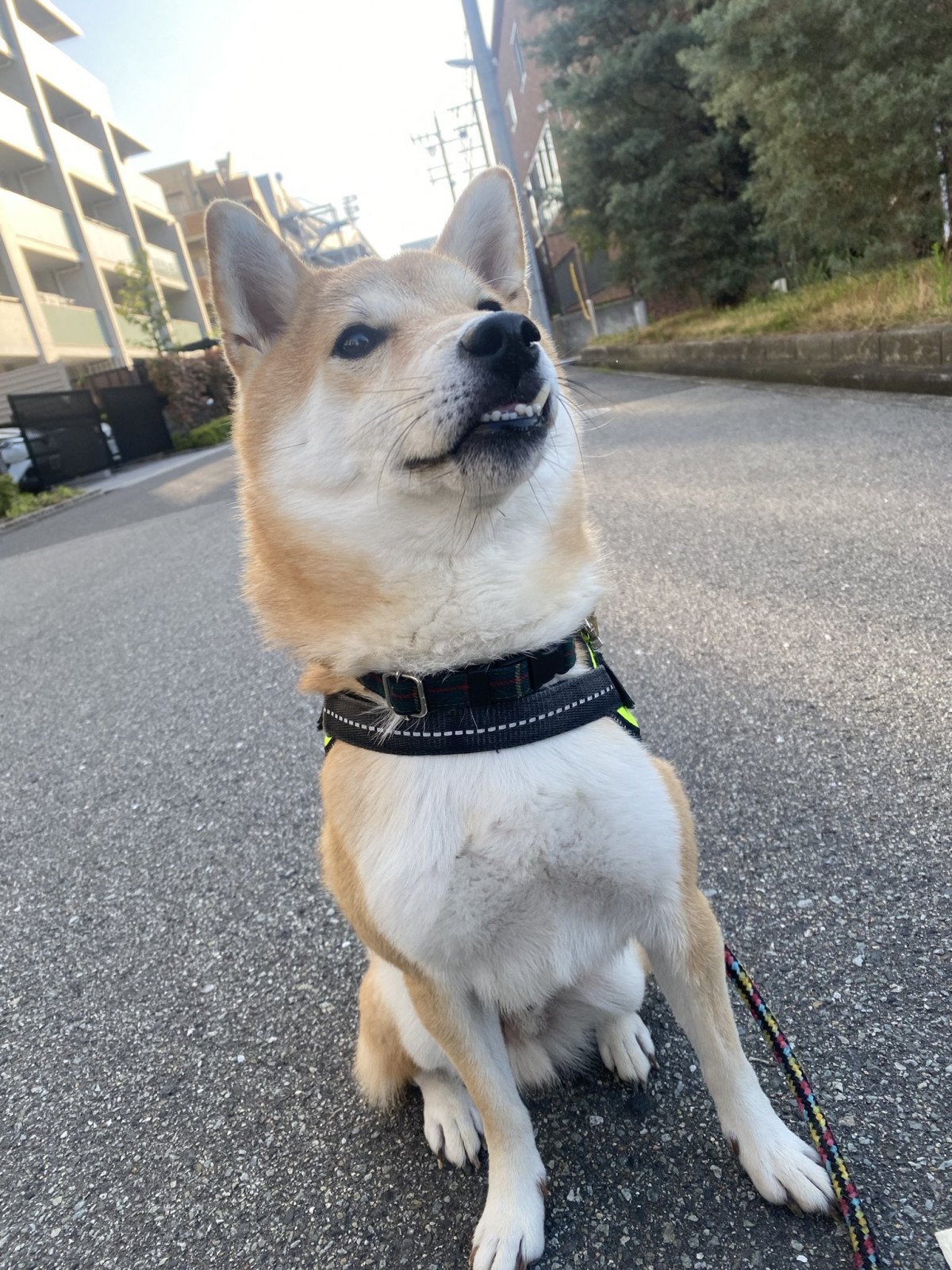 ★柴犬★福雀 SANTORY×笑点☆未使用•未開封品☆ きめこみ・元気な柴犬｜株式会社さくらほりきり