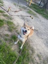 XAJEgEČ܂߂(@shiba_mame_dog)̈Eg(ʐ^X) 