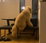 �^�钆�ɂǂȂ��ł����c? �����傳��������A��^���̋�����406���Đ��u�R�X�g�R�̂��܂��Ǝv����(��)�v�u�钆�������΋��ԁv 