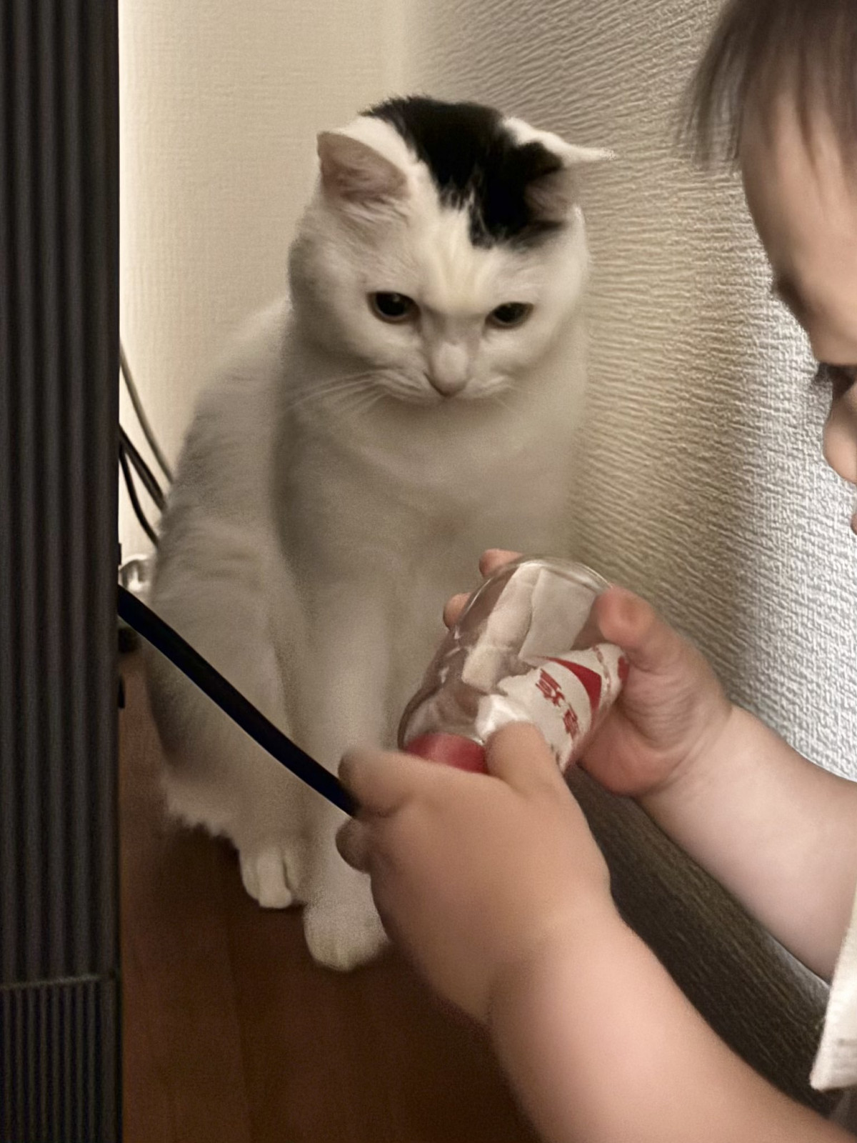 ꏏɁghĂӂ(摜:܂Ƃ邳 @takeru0321neko) 