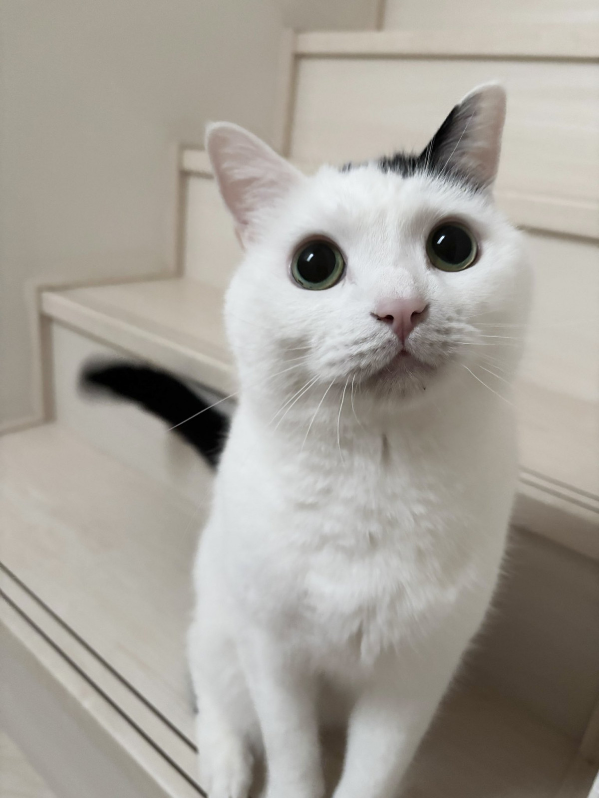 猫目 楽天市場】猫 点眼 補助具 眼科診察 点眼 注射 猫も落ち着く [めだし