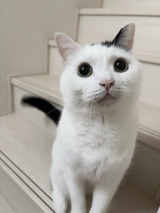 XAJEgE܂Ƃ邳(@takeru0321neko)̈LE邭(ʐ^X) 