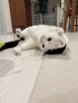 XAJEgE܂Ƃ邳(@takeru0321neko)̈LE邭(ʐ^X) 