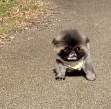 ��������̂悤�ɕ��������������i@corufarm���j 