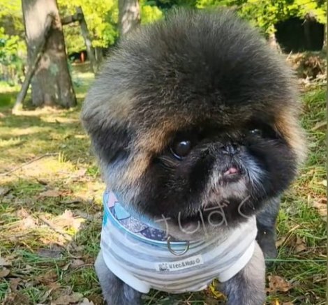 ���U�����̂����������i@corufarm���j 