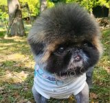 ���U�����̂����������i@corufarm���j 