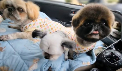 �����������t�@�~���[�i@corufarm���j 