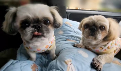 �����������t�@�~���[�i@corufarm���j 