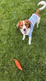 fRs(ʐ^͑Jĕ̃CX^O:@shoheiohtani) 