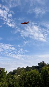 (ʐ^͑Jĕ̃CX^O:@shoheiohtani) 