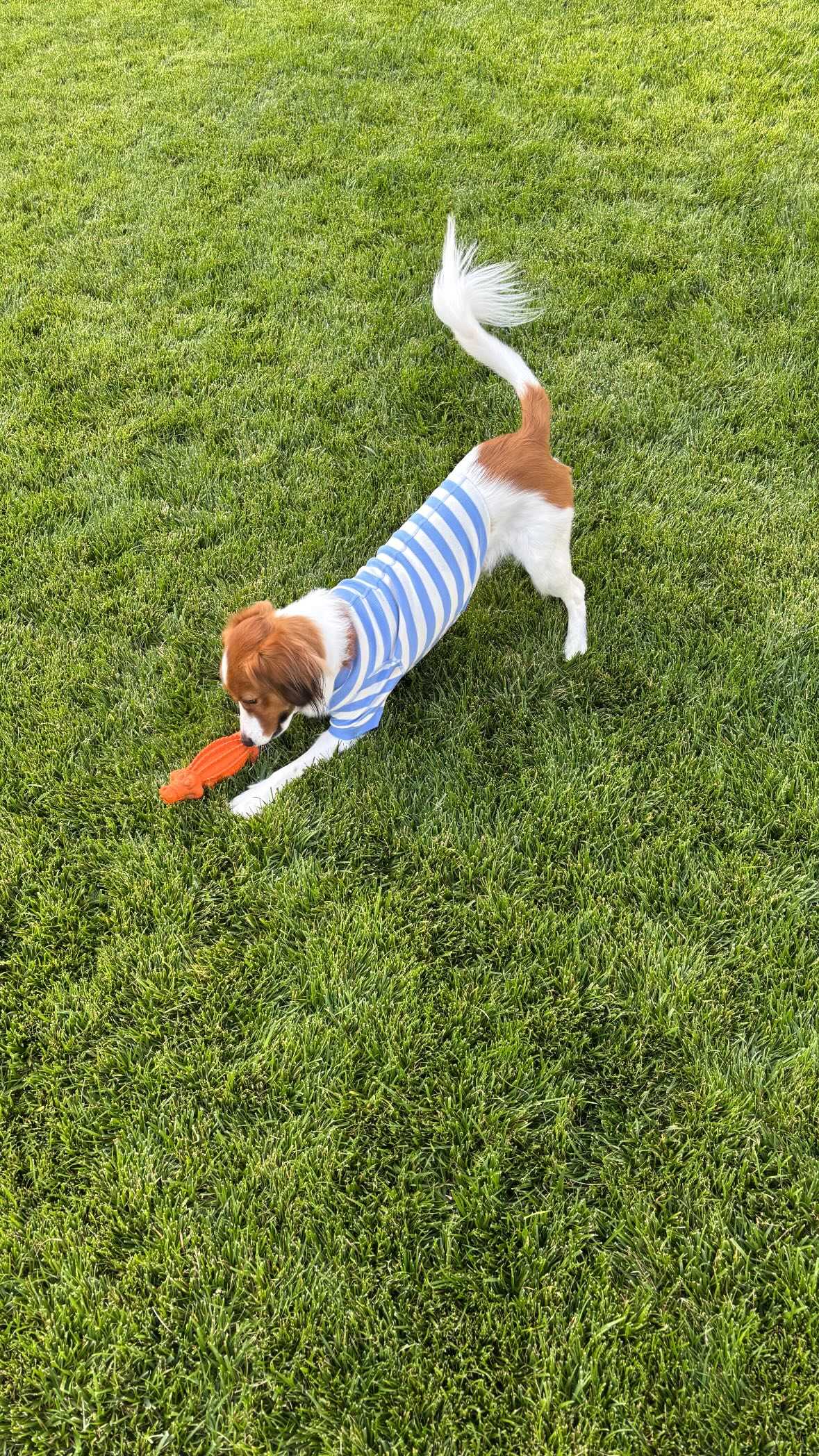 fRs(ʐ^͑Jĕ̃CX^O:@shoheiohtani) 