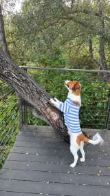 fRs(ʐ^͑Jĕ̃CX^O:@shoheiohtani) 