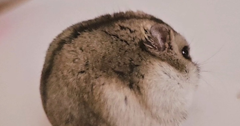 コロコロもみもみしたい…」360度どこから見ても究極の “まん丸