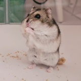 �u�R���R�����݂��݂������c�v360�x�ǂ����猩�Ă����ɂ� �g�܂�ہh�n���X�^�[�����킢�� 