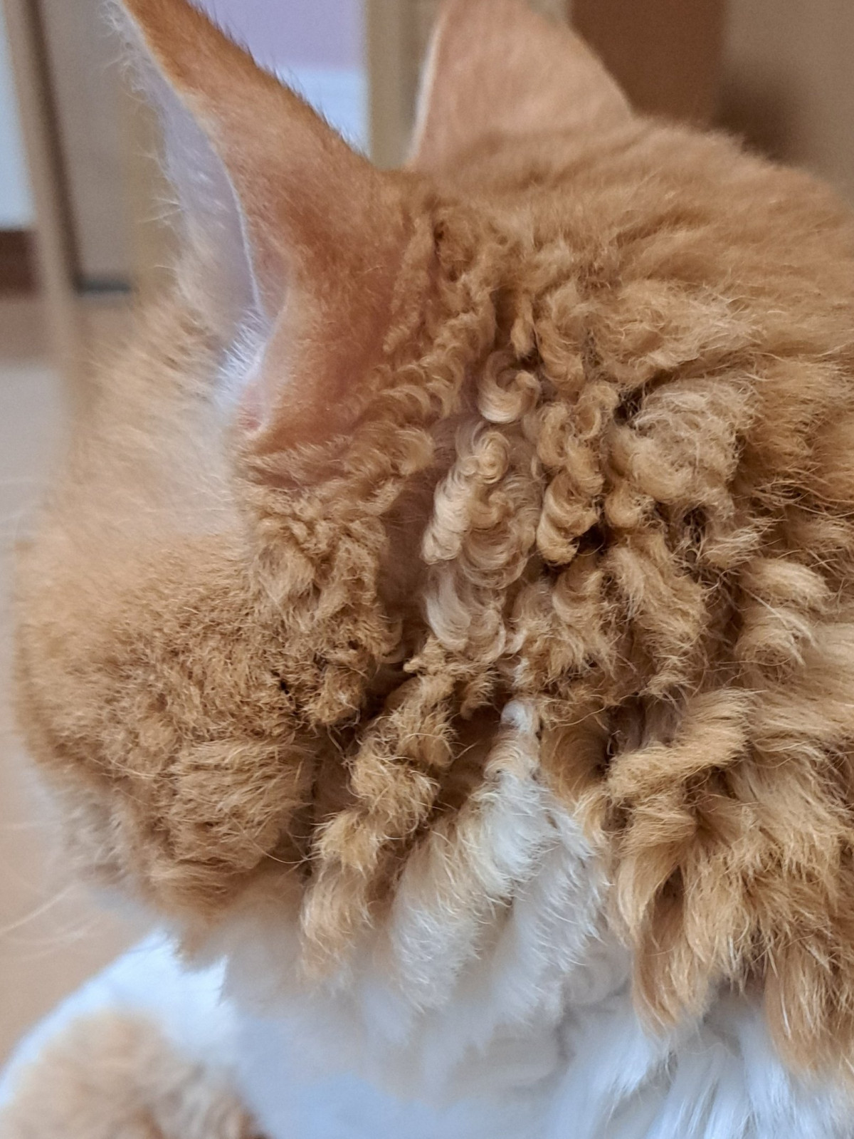 ~J̓gNNhт̂₵(摜:L̂₵N @moyashi_Lambkin) 