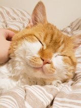 XAJEgEL̂₵N(@moyashi_Lambkin)̈LE₵(ʐ^X) 