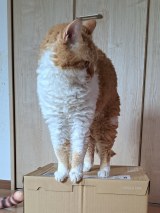 XAJEgEL̂₵N(@moyashi_Lambkin)̈LE₵(ʐ^X) 