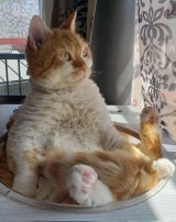 XAJEgEL̂₵N(@moyashi_Lambkin)̈LE₵(ʐ^X) 