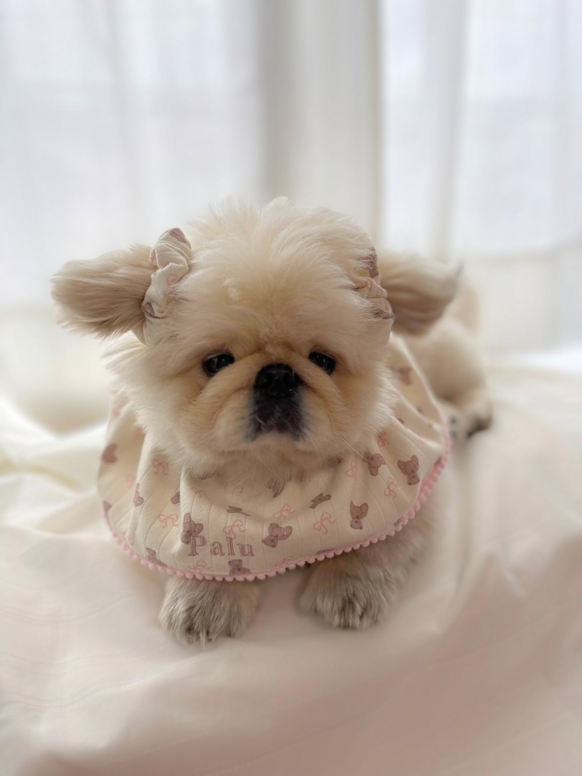 わがままボディのぬいぐるみ!?」“小さく”見える犬のデカさに衝撃…本当