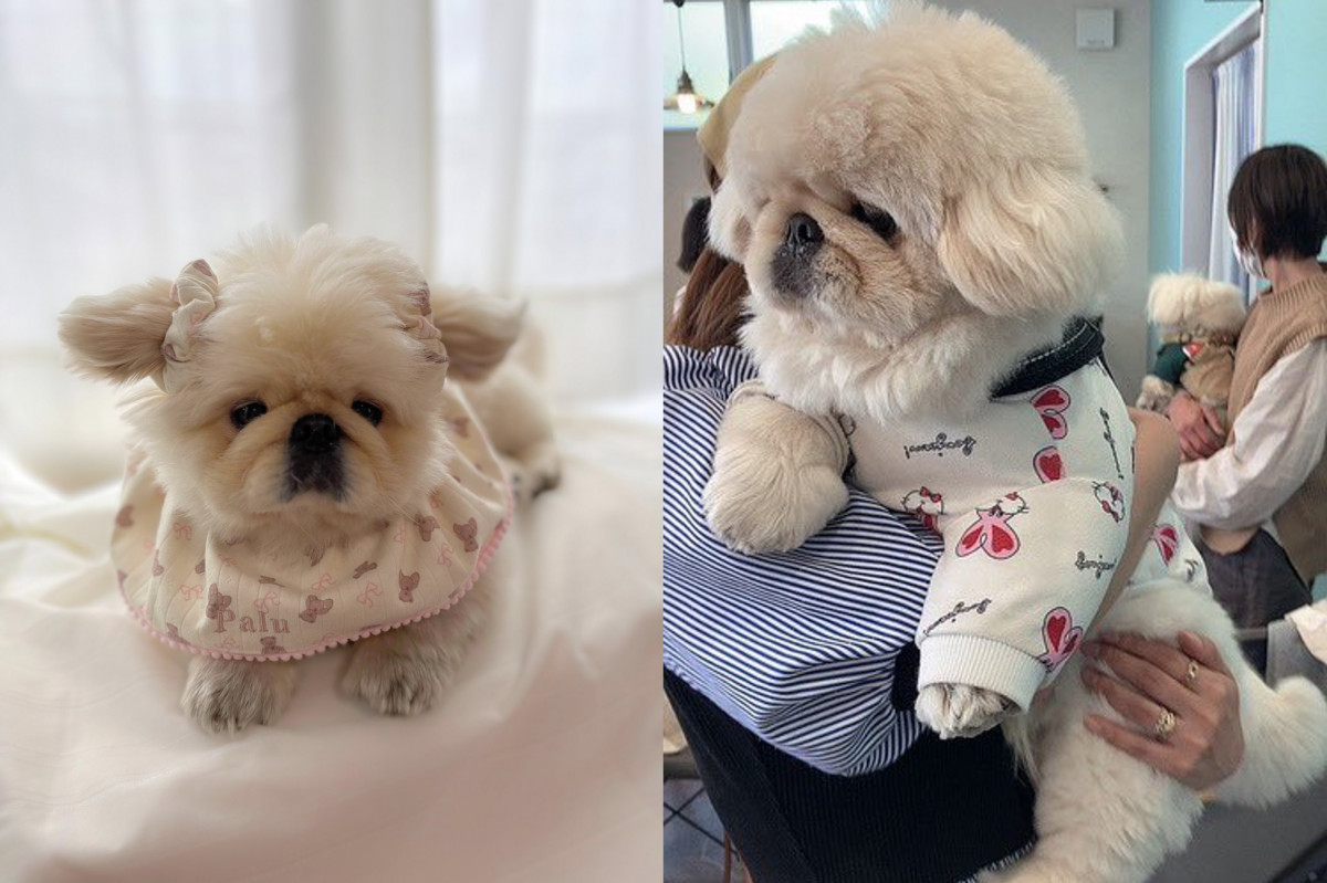 わがままボディのぬいぐるみ!?」“小さく”見える犬のデカさに衝撃…本当