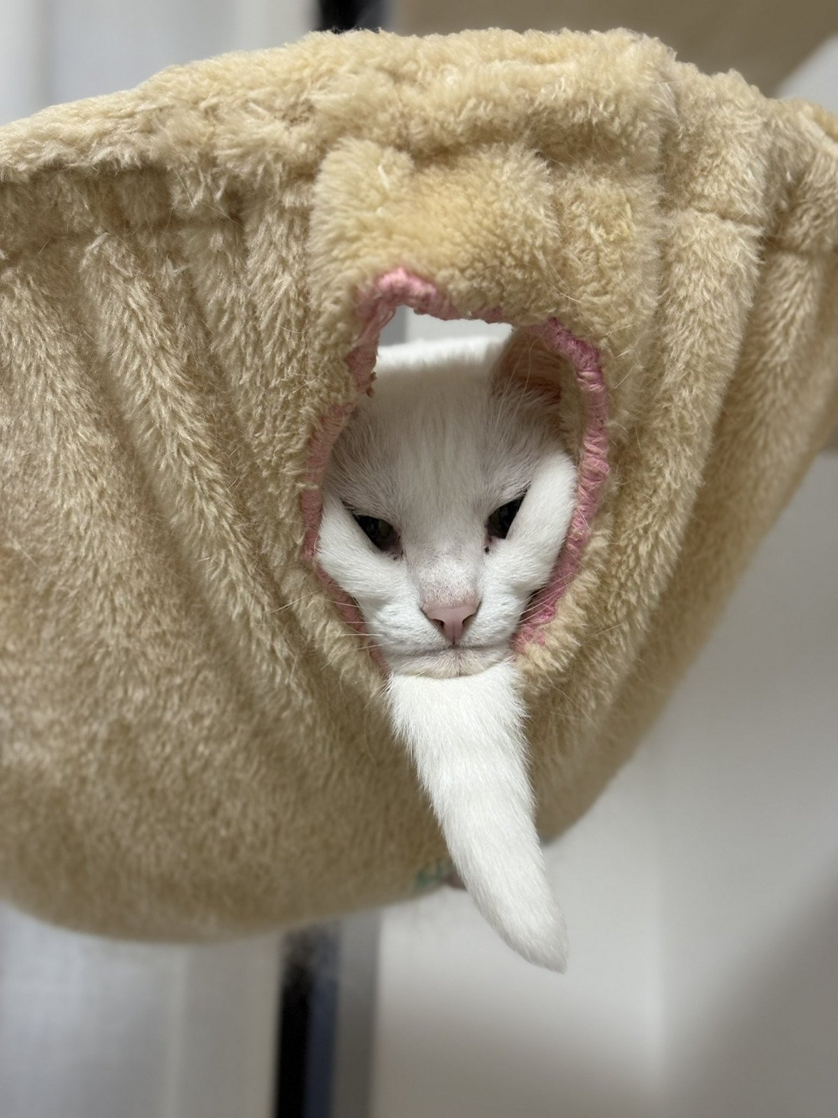 ۂgqQĥ悤ɂȂɂ(摜:/nbNA[g @Utans_Uni_Unagi) 