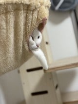 ۂgqQĥ悤ɂȂɂ(摜:/nbNA[g @Utans_Uni_Unagi) 