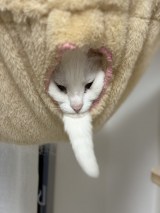 ۂgqQĥ悤ɂȂɂ(摜:/nbNA[g @Utans_Uni_Unagi) 