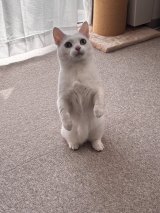 XAJEgE/nbNA[g(@Utans_Uni_Unagi)̈LEɂ(ʐ^X) 