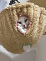 XAJEgE/nbNA[g(@Utans_Uni_Unagi)̈LEɂ(ʐ^X) 